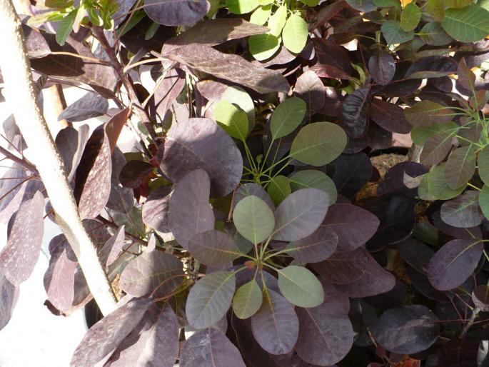 Cotinus