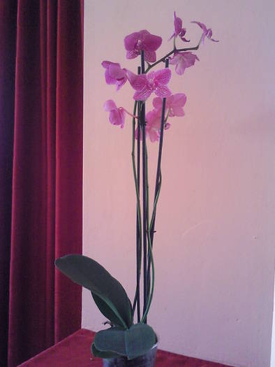 phale 2009; phale de la expo aprilie 2009
