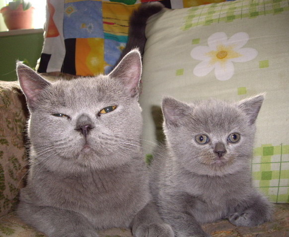 British Shorthair; Lulu si Nola la 5 sapt
