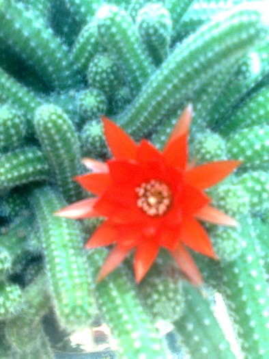 cactus la mama soacra - florile mele 2008-2009-2010
