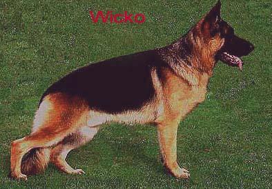 Wicko