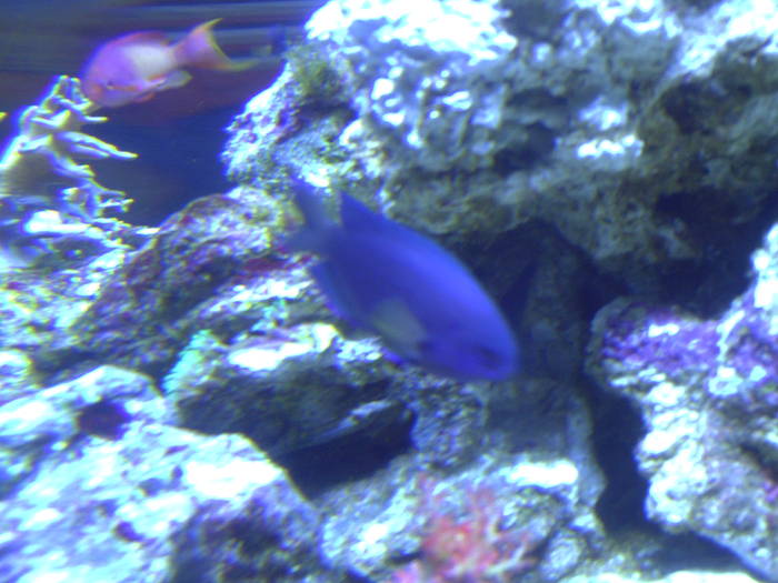 PICT0123 - EXCURSIE  in DELTA