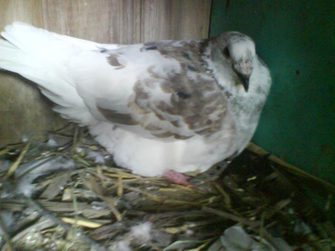 mascul prima pereche de oua