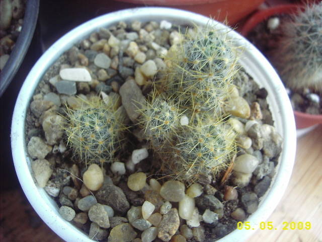 Mam.Prolifera - Mammillaria