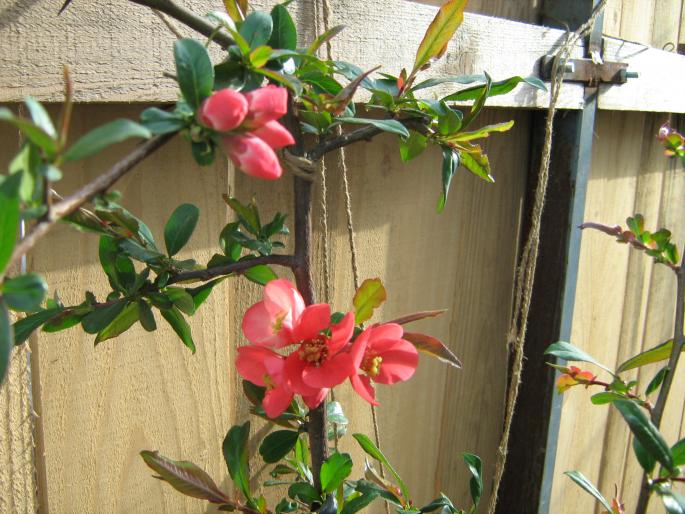 gutui japonez - flori de gradina