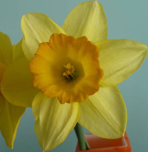 P1090669 crop - flori diverse