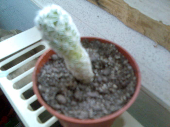 necunoscut - cactusi si suculente-2009