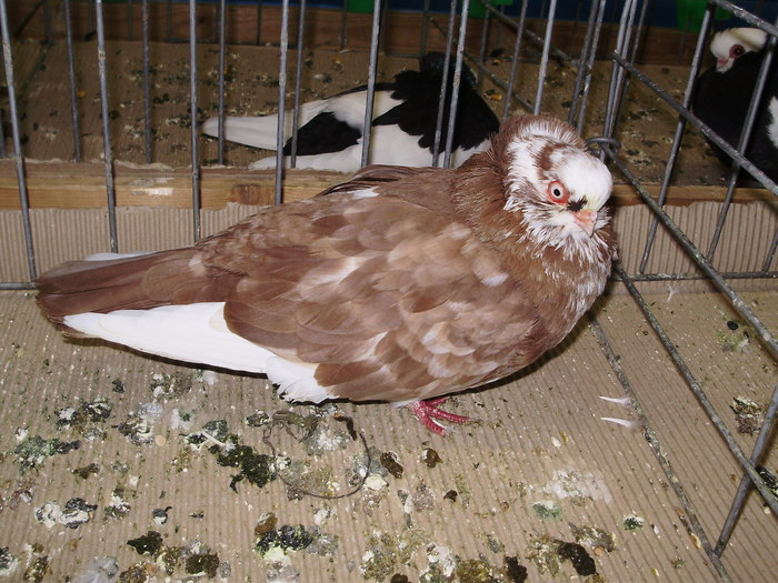 11290 k 1 - 1507 partea 6b