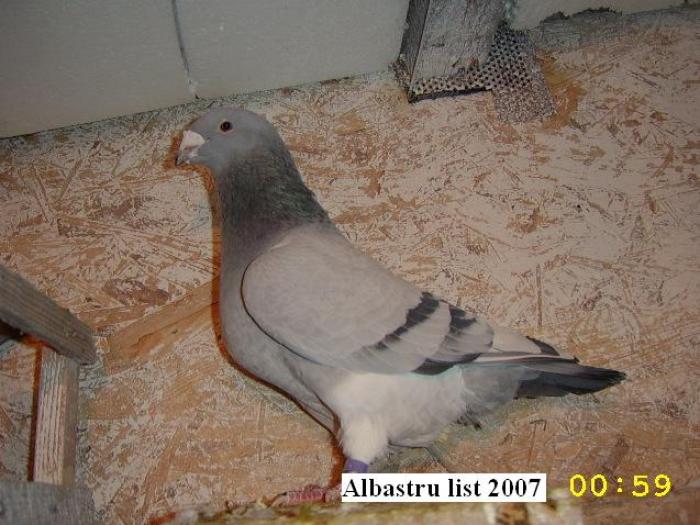 Albastru list 2007 - Porumbei matca