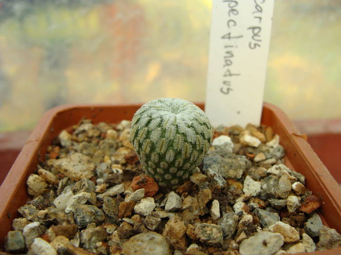 Turbinicarpus pseudopectinatus