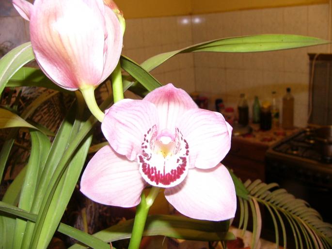 P1130074 - orchidee