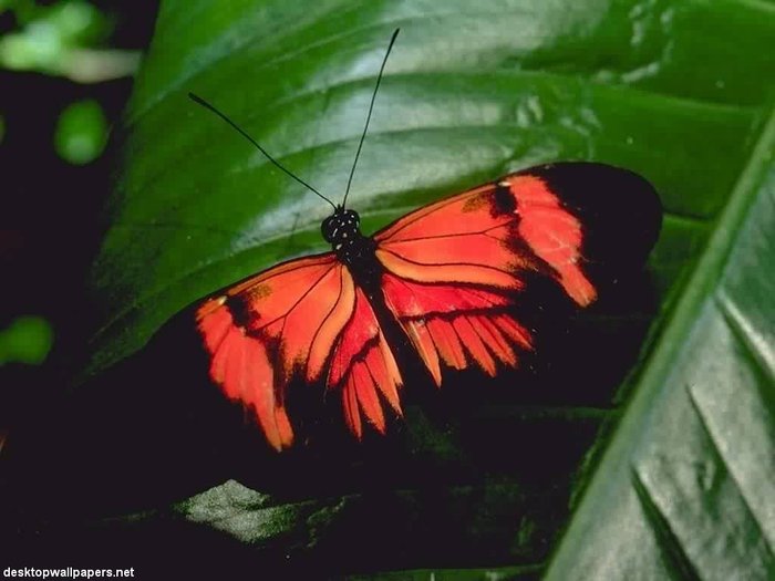 butterflies08_1024x768 - Animale