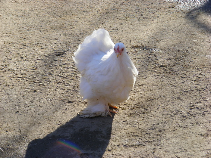 Gaina alba - Cochinchina mici