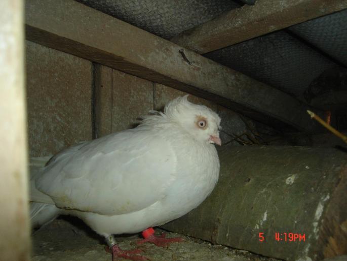 Picture 485 - porumbeii lui varzoi