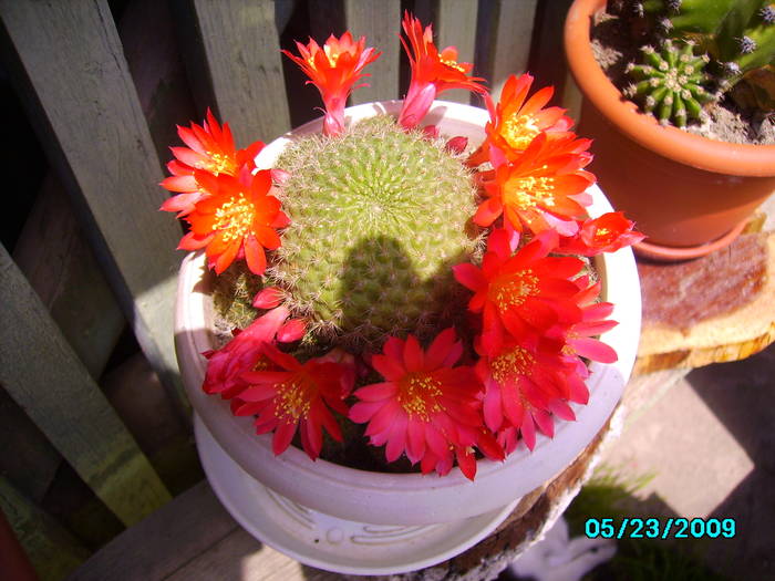 IMG_6732 23 mai 2009