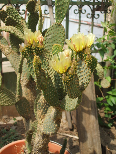 Opuntia microdasys - ceva mai recent