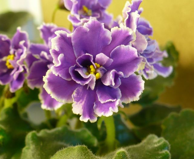 P1180805 - Midnight Cloud