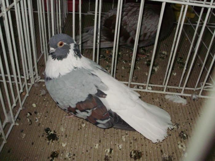 varg 5 - 1506 2 porumbei rz