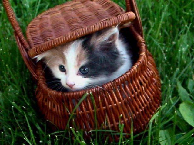 Poze Animale_ Pisici si Pisicute_ Cats Wallapaper_ Imagini cu feline_ Cosul cu Pisici - motanei