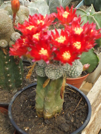 Aylostera condorensis