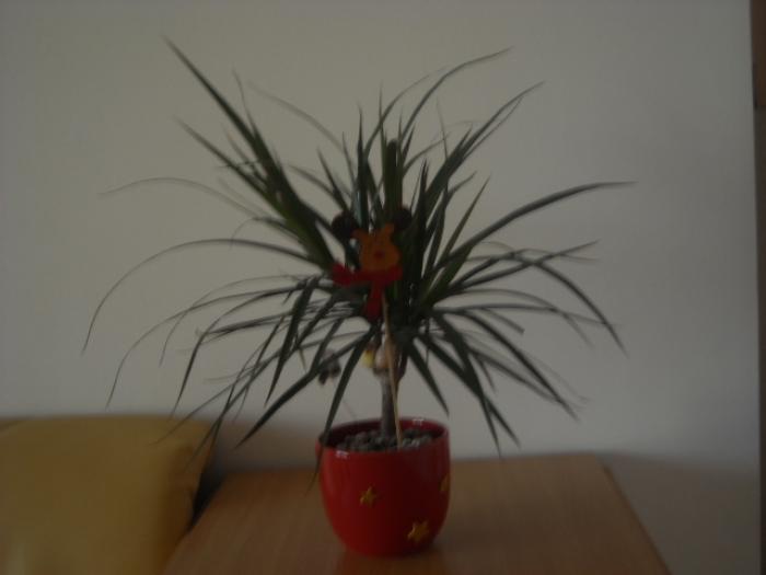 Dracena; Acesta este o floare pe nume dracena.
