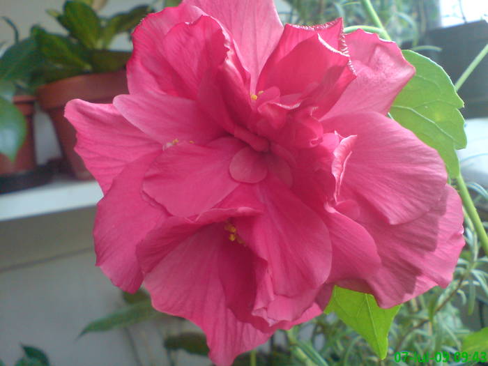 DSC05163 - Hibiscus 2009