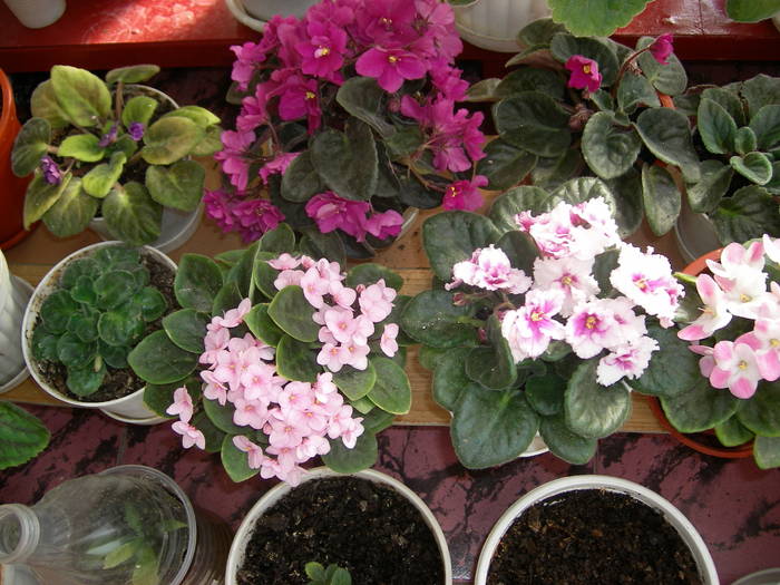 Violete de Parma - Flori - 2009