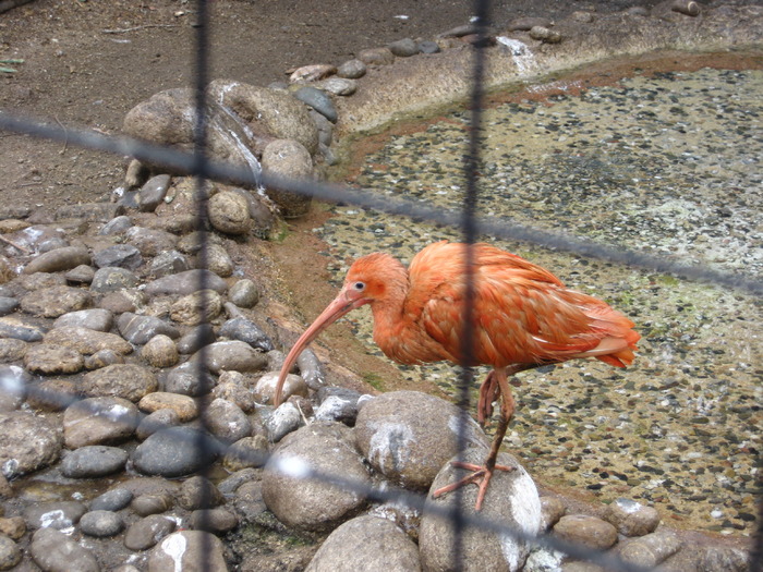 IMG_0434 - Gradina Zoologica din Barcelona