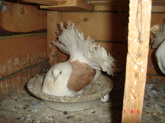 145 - D Porumbei Voltati Vechi