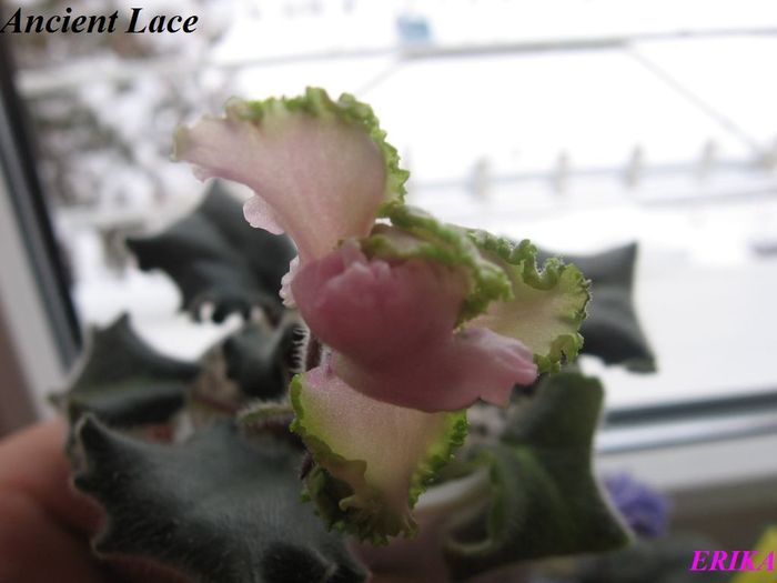 Ancient Lace 2009 dec 18