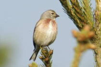 VVAYNXITMSJWAHSCWRP - PASARELE O VECHE PASIUNE