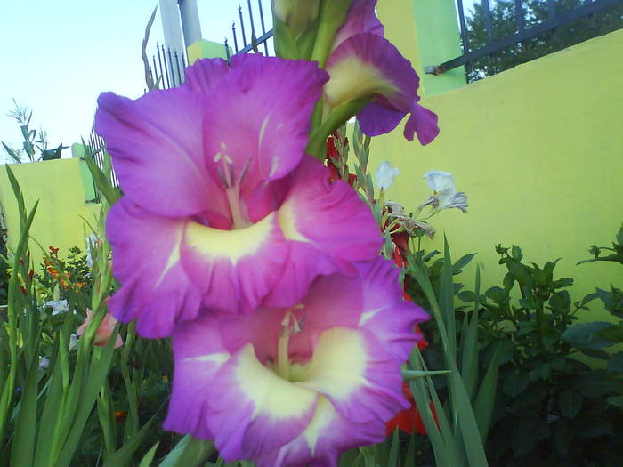 DSC00542 - gladiole 50 culori- bulbii de vanzare