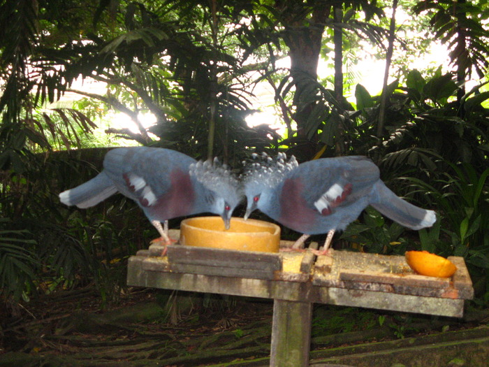 IMG_0275 - 2_1 - Kuala Lumpur Bird Park