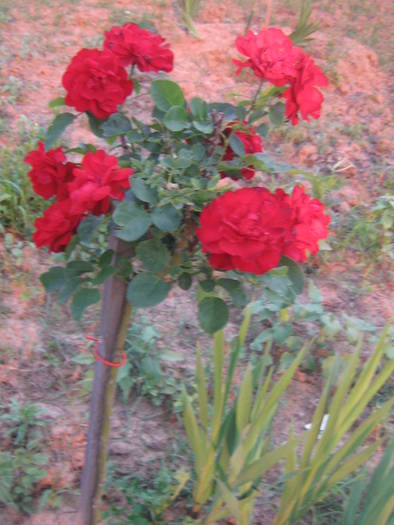 flori 202 - florile mele