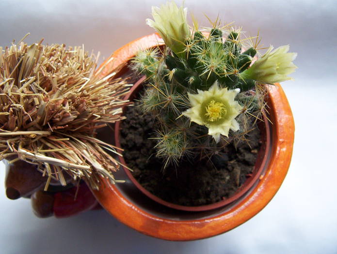 Mammillaria prolifera