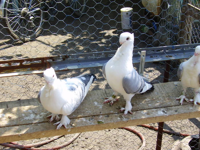 3 - C Porumbei Blueti si Satineti Vechi