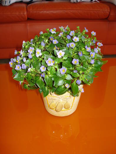 VIOLETA MEXICANA