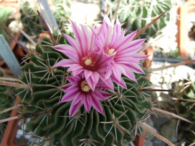 Echinofossulocactus lloydii
