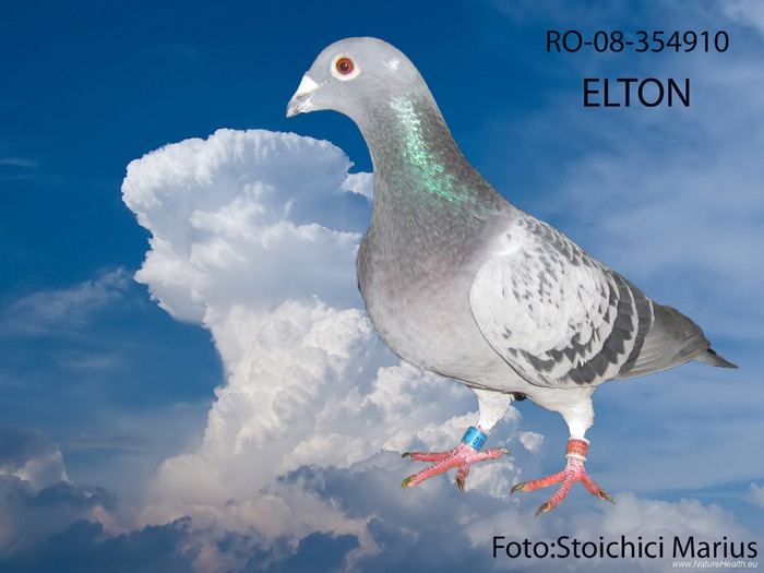 elton - Poze editate masculi