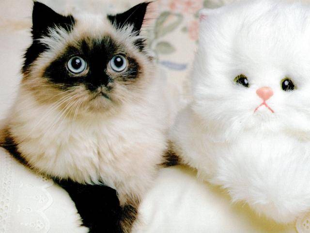 Poze Animale_ Pisici si Pisicute_ Cats Wallapaper_ Imagini cu feline_ Feline rasfatate - motanei