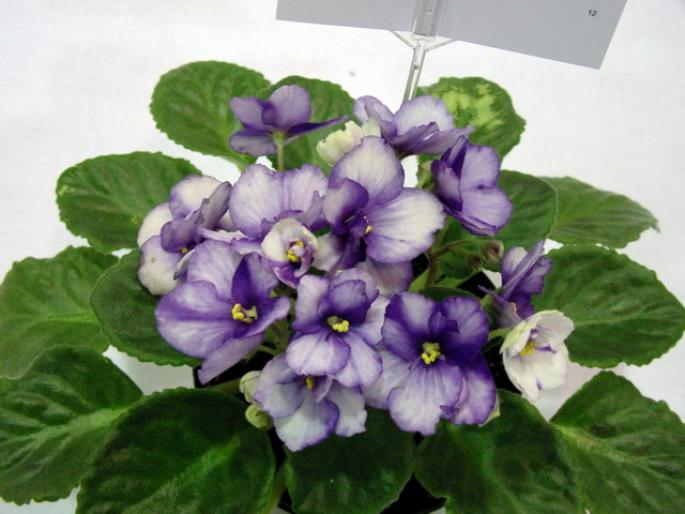 Rhapsodie_Marilyn_2005avsa - violete de pe net 1