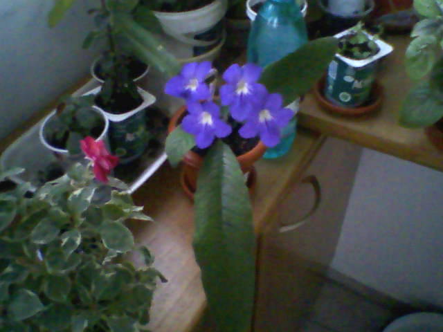 Margret (Fleur) - Streptocarpus