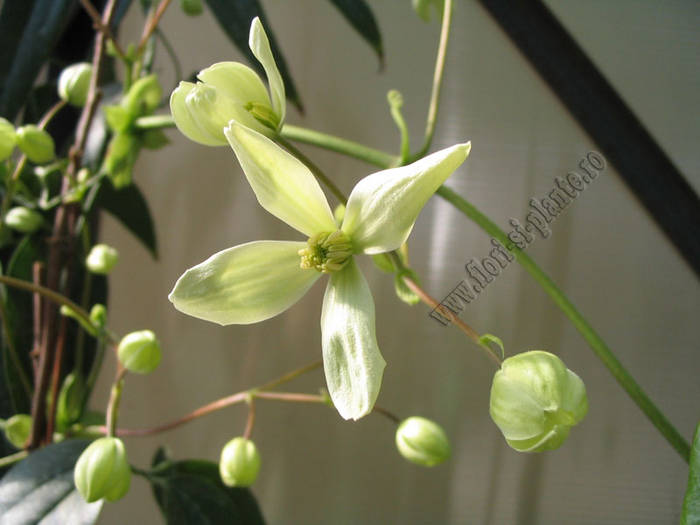 Clematita Armandii 8