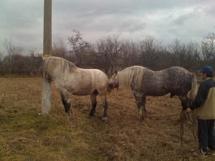 Percheron - Cai de rasa Percheron