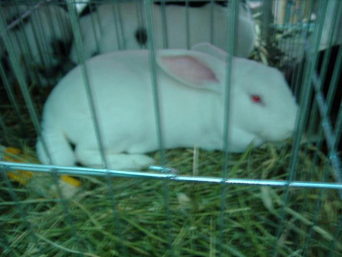 DISZNOVAGAS KEPEK 237