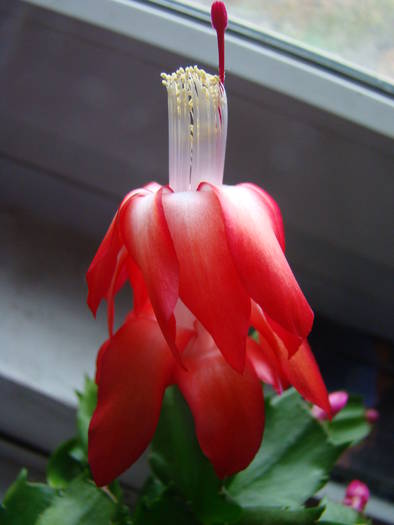 DSC06946 - Schlumbergera 12 2008