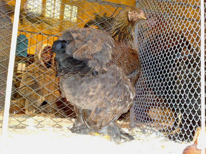 2009-02-15_14-27-46_150220091133