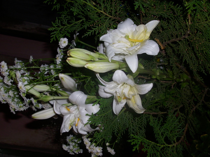 DSCI0429 - flori din gradina mea
