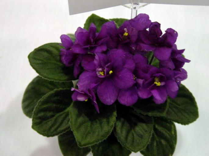 robs_rinky_dink_2005avsa - violete de pe net 1