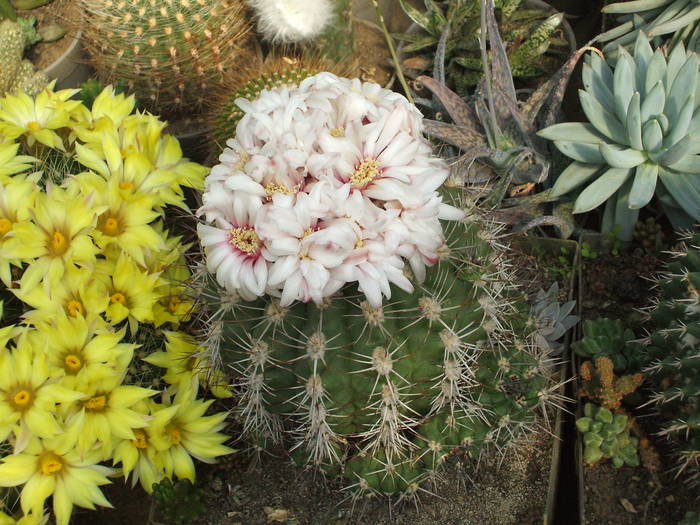 Gymnocalycium mostii v. decorea